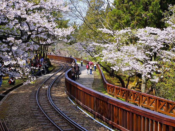 대만 3박4일 [일월담+아리산] NO쇼핑 #힐링여행 #삼림욕 #산악열차 #특식2회