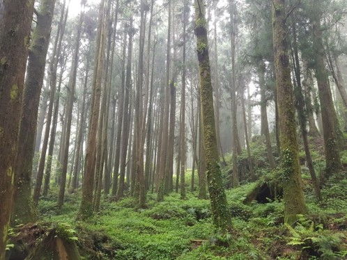 대만 가오슝+아리산 4일 [NO쇼핑][NO옵션] #산악열차 #산림욕 #야시장